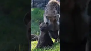 Hardcore hyena moms give birth through a pseudo-penis🫢🤔