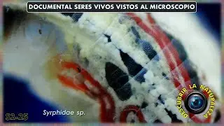 Nature seen through the Microscope. S2 Cap 25. Life in Detail.