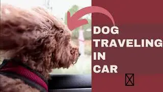 Dog traveling in car😍 | Can dogs travel in cars unrestrained | 2022