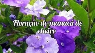 Tudo sobre o manacá de cheiro.