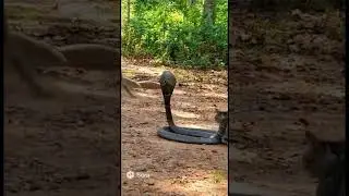Monkey with cat vs cobra snake #cat  #snake #animals #moneky