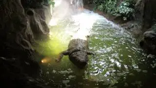 Cleveland Metroparks zoo fake Crocodile
