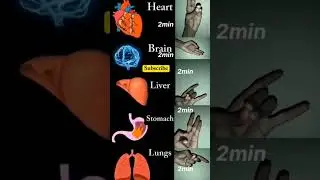 Daily Mudras #yoga #brain #heart #liver #lungs #stomach #ytshorts #shorts #health #shiv #mudra #yogi