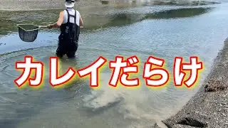 カレイが無限に捕れる水路がヤバい【ガサガサ】