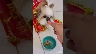 🌸🙏 Mataji Ke Roop Mein Pikachu 😇✨ | Laal Chunar Wali Pikachu ❤️🪔#pets #dog #shortvideo #puppy