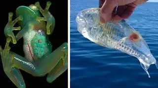 12 ANIMALES TRANSPARENTES QUE NO CREER&Aacute;S QUE EXISTEN
