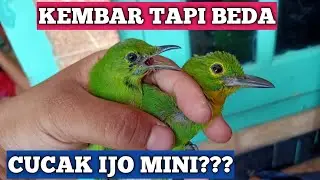cara membedakan cucak ijo mini