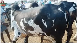 Block & white colour Cart | 2-4 teeth bull's - oxen market price's | Yemmiganur bull's market ||