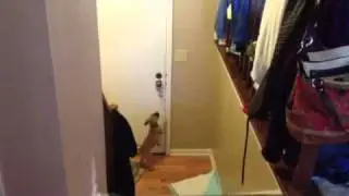 Potty training Jiggy the puggle puppy