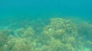 Fun Dive at Housereef