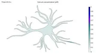 Calcium concentrations over time in an astrocyte