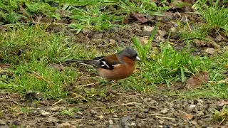 British Chaffinch / Pahirini on our drive - New Zealand Birds, Kapiti