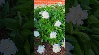 beautiful peony flowers  / garden Flowers  #flowers  #shorts  #nature #usa