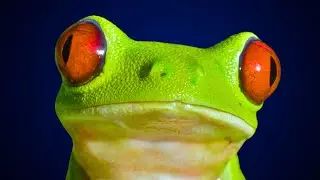 How Frogs See the World 🐸