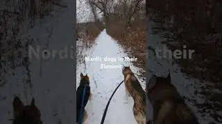 Wind, Snow, and Happy Paws ❄️🐾 Lunchtime Trail Run!  #trailrunningwithdogs #trailrunning #snow #dog