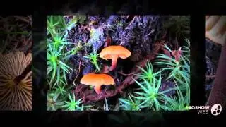 Xeromphalina fraxinophila - fungi kingdom