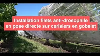 Actibio - Installation de filets anti-drosophile sur cerisiers en gobelet