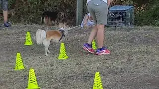 Rally Obedience Training - Handling excercises with cones
