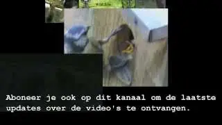 Trailer Wild Site