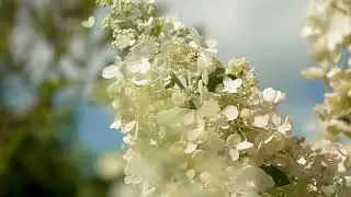 Nino Garden in the Summer - Ninohe, Japan