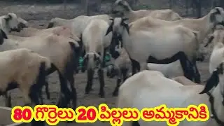 Nellore judipi sheeps kids 9705859574 గొర్రెలు పిల్లలు అమ్మకానికి ALIKHAN KRK