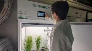 Rice Plant Growth Chamber