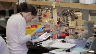 Lung Cancer Stem Cell Research