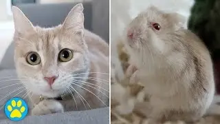 Cute Pet Playtime Compilation