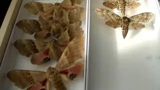 1 Year Channel Anniversary! Mixed Box with a Look at the Sphingidae