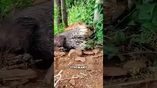 Это животное боятся даже хищники 😱