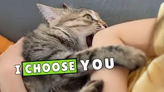 10 Secret Ways Cats Say &ldquo;I Love You&rdquo; (But Humans Miss Them)