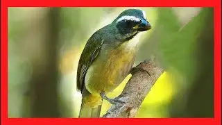 Pepitero Verdoso/Picahueso Canto - Green Winged Saltator Bird Song - Saltator Similis