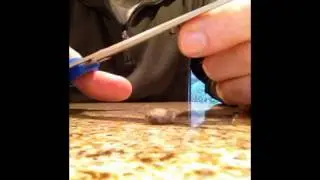 Opening Mason Bee cocoons by Crown Bees