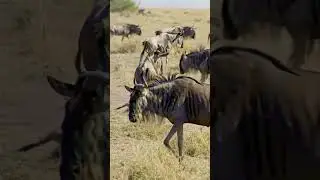 life of wildebeests #shorts #animals #wildebeest
