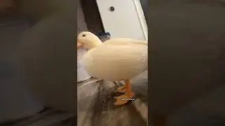 That one duck edit #music #phonk #edit #duckphonk #funny #duck