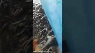 Proses Pembekuan ABF Ikan Hiu PK di Cold Storage | Dok. 26-09-2022