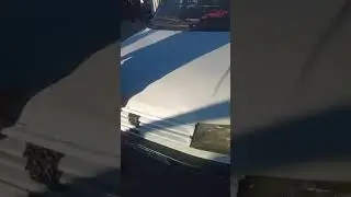 سوق السيارات الزوالي تيسمسيلت 25/12/2024