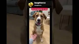 Dog&rsquo;s Heartfelt Paw Attempt! 🐶🥹