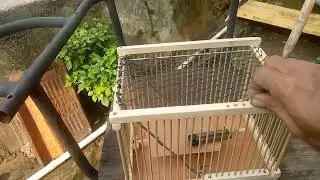 Jebakan burung kombinasi jaring dan per / pegas Birdcage trap