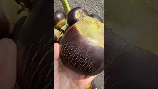Purple Ice Apple | Toddy Palm Fruit #iceapple #toddypalm