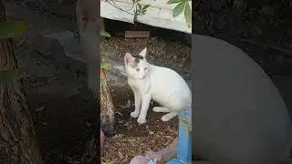 beautiful cats #effectking #cat