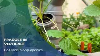 Acquaponica: FRAGOLE in VERTICAL TOWERS