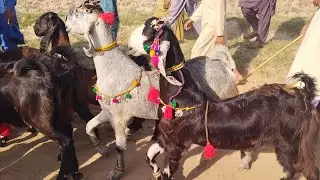 Dancing goat beautiful goat walking نمائشی میلہ لودھراں