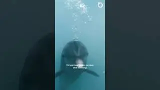 How Dolphins Sleep While Swimming | Discover the Fascinating World of Dolphins
