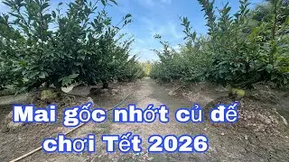 17/12 Chia sẻ và giao lưu mai gốc nhớt chơi Tết 2026 ( zalo) 0377937272 gặp Tính 