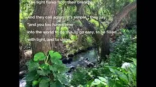 Remotely Guided Forest Bathing Walk - Jan 23, 2022