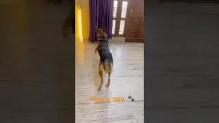 #cute #funny #dog #dogshorts #germanshepherd #puppy #shortsfeed #foryou #viralvideo #trending #gsd
