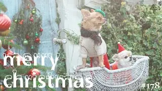 【クリスマス】茨城県にある素敵なドッグランで、運命の出逢い...！？【チワワ】