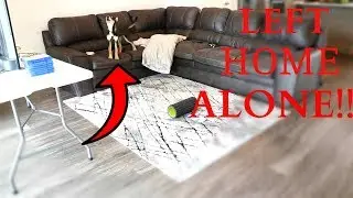 LEAVING MY GERMAN SHEPHERD HUSKY HOME ALONE!!