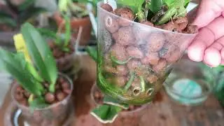 CULTIVO SEMIHIDROPONICO 6 MESES DESPUES | LO BUENO Y MALO